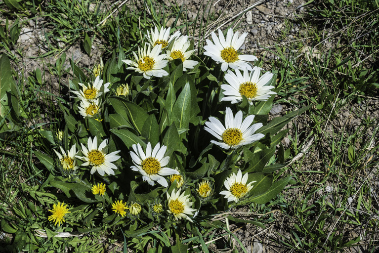 Image of White-Ray Mule's-Ears