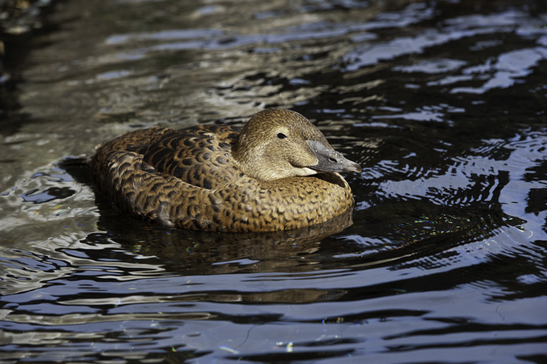 Image of King Eider