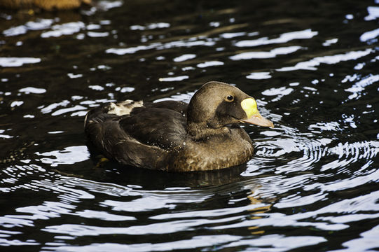Image of King eider