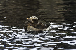 Image of Long-tailed Duck