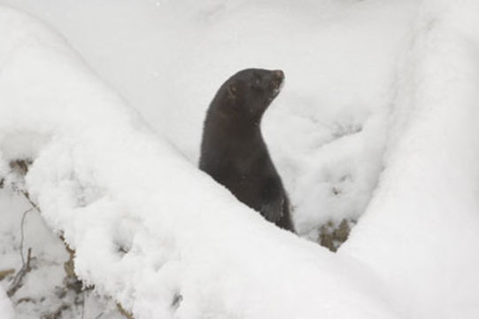 Image of American Mink