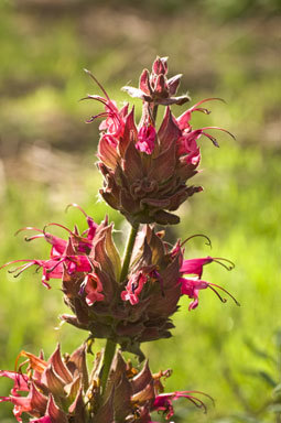 Imagem de Salvia spathacea Greene