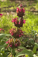 Imagem de Salvia spathacea Greene