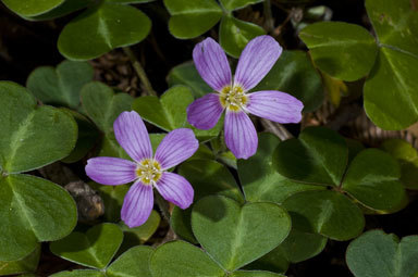 Image of redwood-sorrel