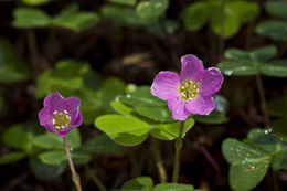 Image of redwood-sorrel