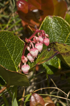 Image of salal