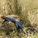 Image of Agama lionotus elgonis Lönnberg 1922