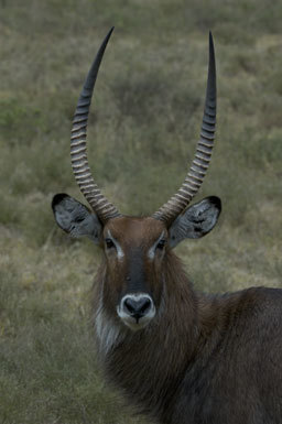 Image of Defassa Waterbuck