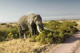 Image de Éléphant Africain