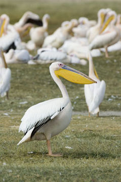 Image of Great White Pelican