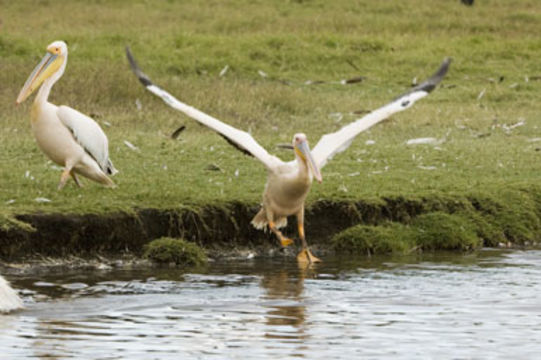 Image of Great White Pelican