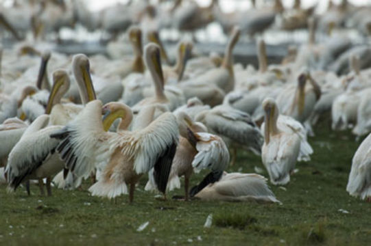 Image of Great White Pelican