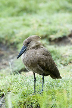 Image of Hamerkop