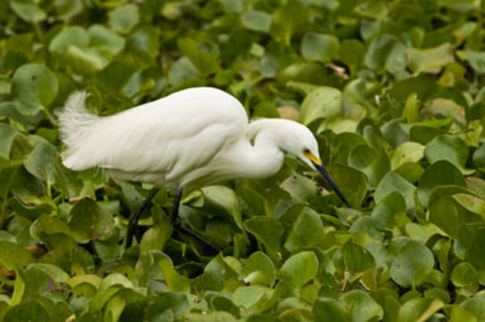 Image of Snowy Egret