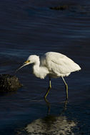 Image of Snowy Egret