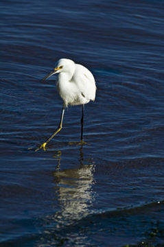 Image of Snowy Egret