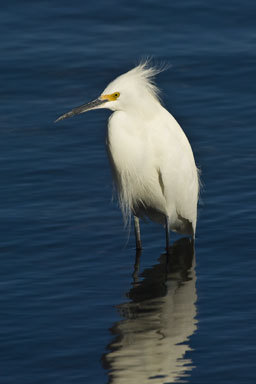 Image of Snowy Egret