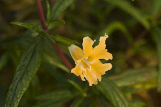 Plancia ëd <i>Mimulus aurantiacus</i>