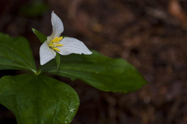 Imagem de Trillium ovatum Pursh