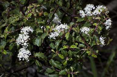 Image of Jepson ceanothus