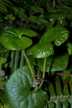 Image de Asarum caudatum Lindl.