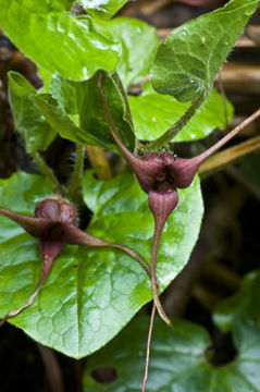 Image of British Columbia wildginger