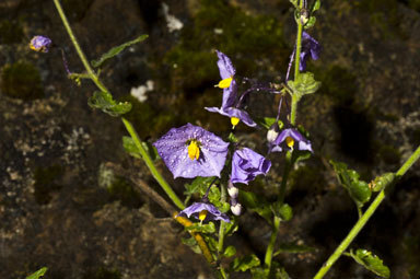 Image of chaparral nightshade