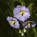 Слика од Solanum xanti A. Gray
