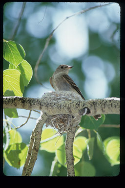 Image of Western Wood Pewee