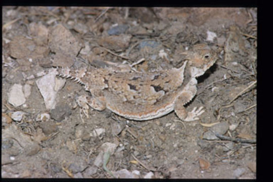 Image of Desert Horned Lizard