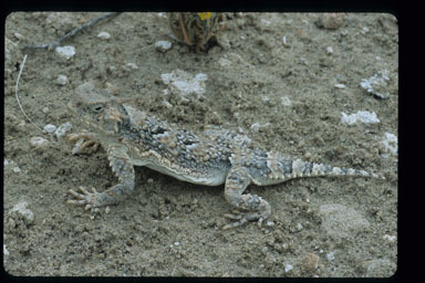 Image of Phrynosoma platyrhinos calidiarum (Cope 1896)