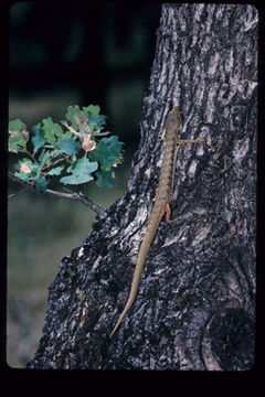 Image of northern alligator lizard