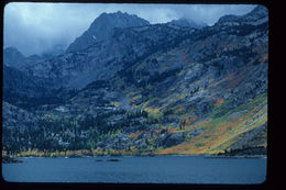 Image of quaking aspen