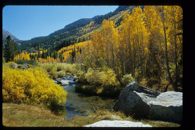 Image of quaking aspen