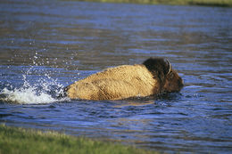 Image of American Bison