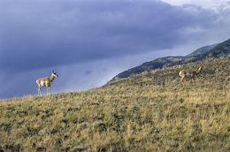 Image of pronghorn