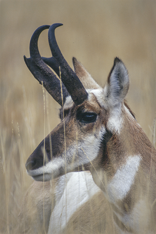 Image of pronghorn