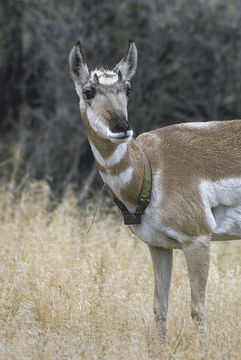 Image of pronghorn