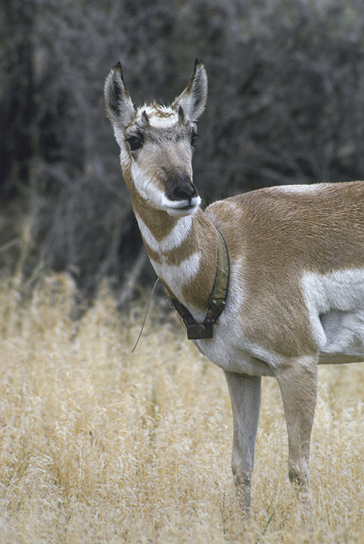 Image of pronghorn