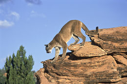 Image of Cougar