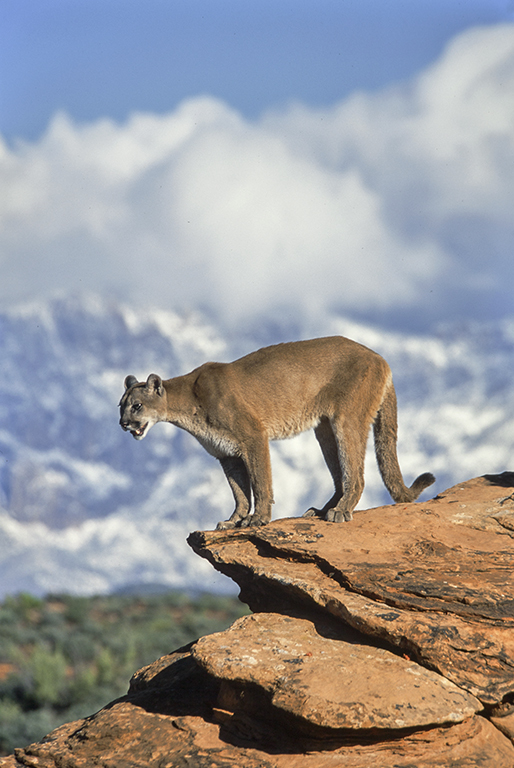 Image of Cougar