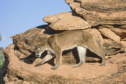 Image of Cougar