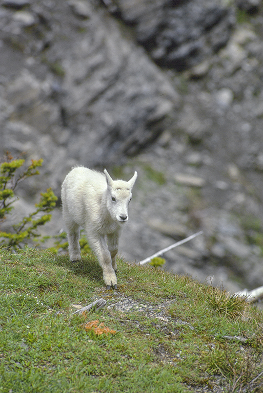 Image of Mountain Goat