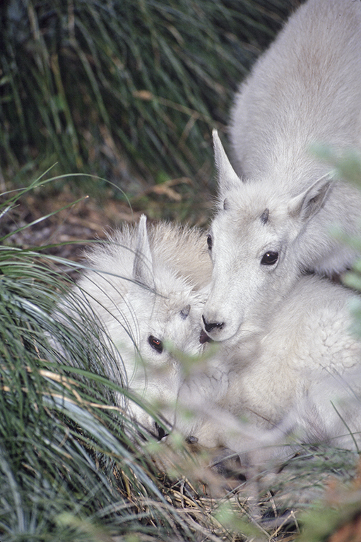 Image of Mountain Goat