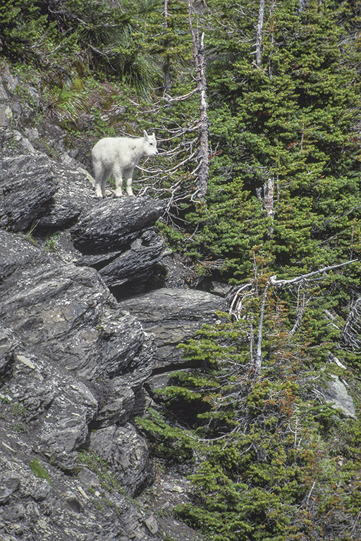 Image of Mountain Goat