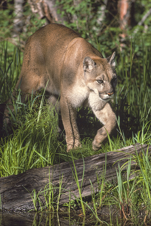 Image of Cougar