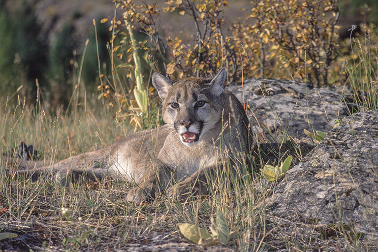 Image of Cougar