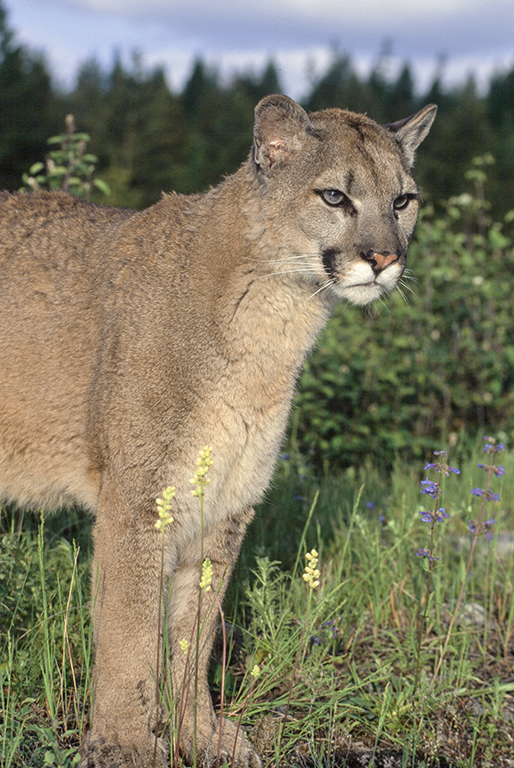 Image of Cougar