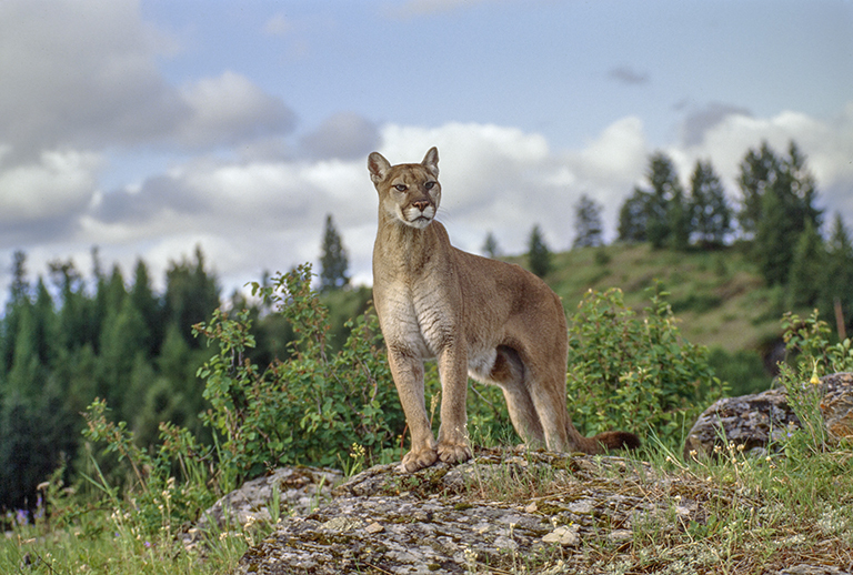 Image of Cougar