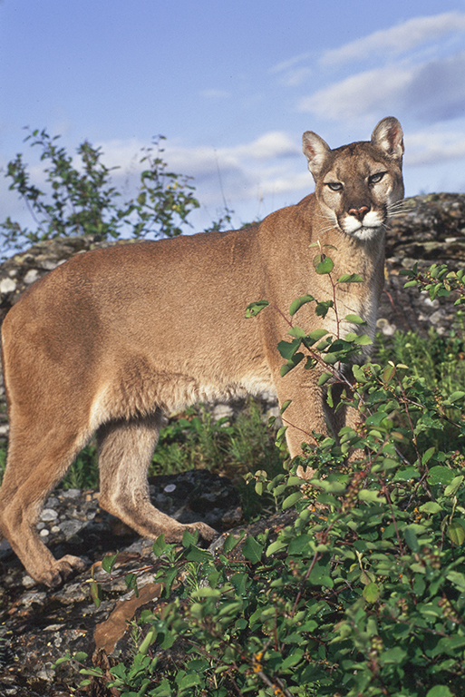 Image of Cougar